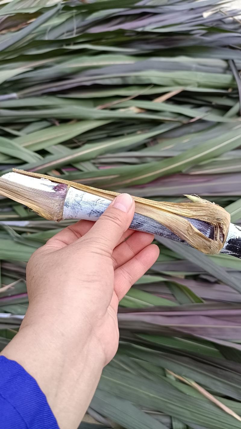 高产量牧草红象草动物的草料多年生种植分蘖能力强