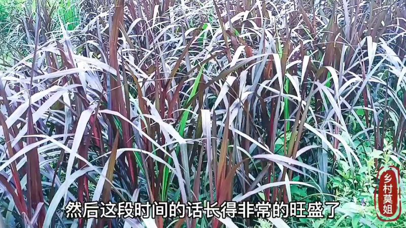 高产量牧草红象草动物的草料多年生种植分蘖能力强