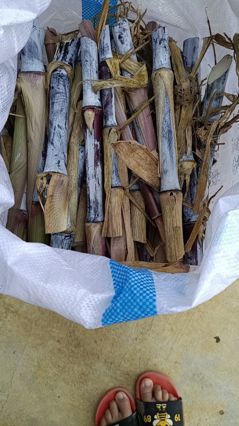 高产量牧草红象草动物的草料多年生种植分蘖能力强