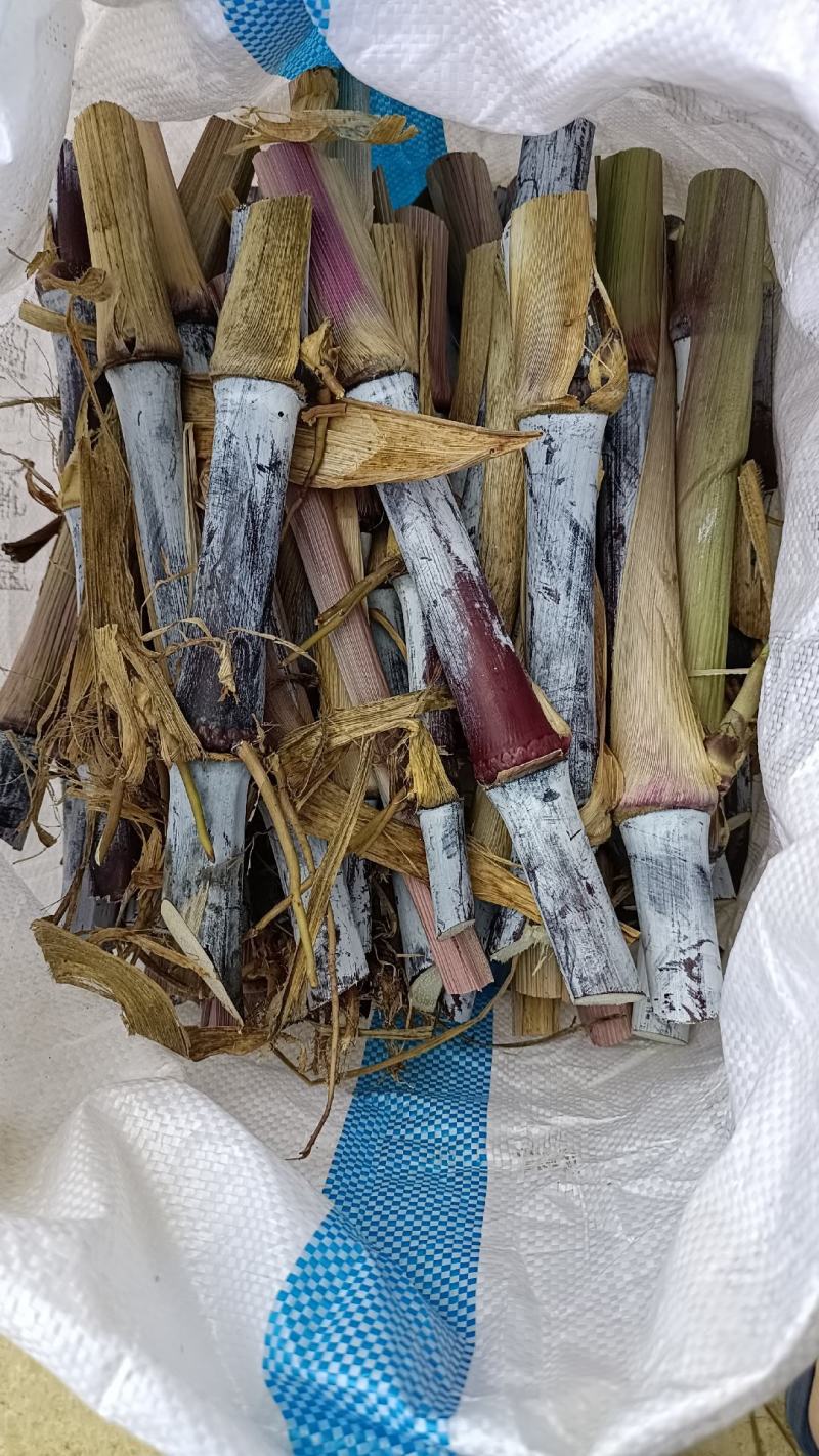 高产量牧草红象草动物的草料多年生种植分蘖能力强