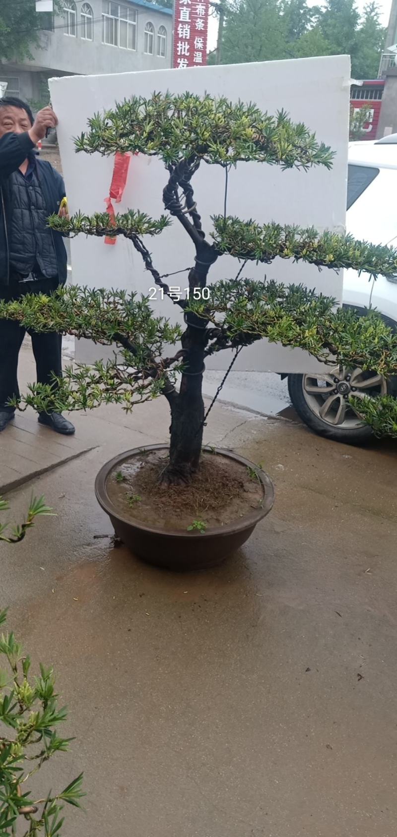 苗圃出售罗汉松造型罗汉松造型基地罗汉松造型批发