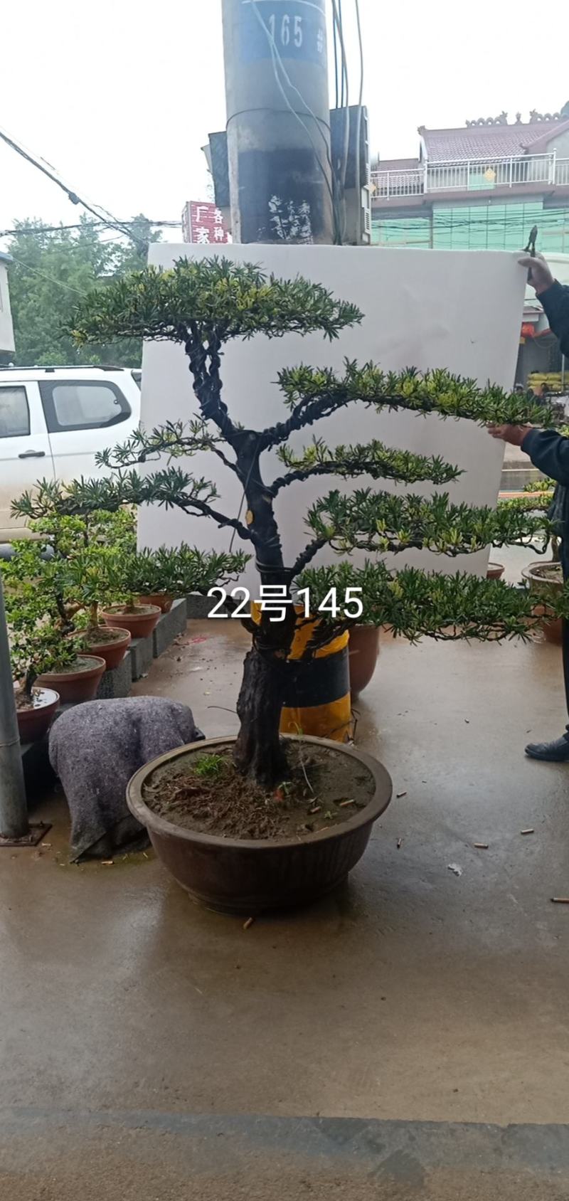 苗圃出售罗汉松造型罗汉松造型基地罗汉松造型批发