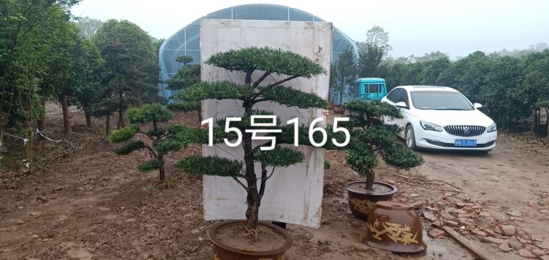 苗圃出售罗汉松造型罗汉松造型基地罗汉松造型批发