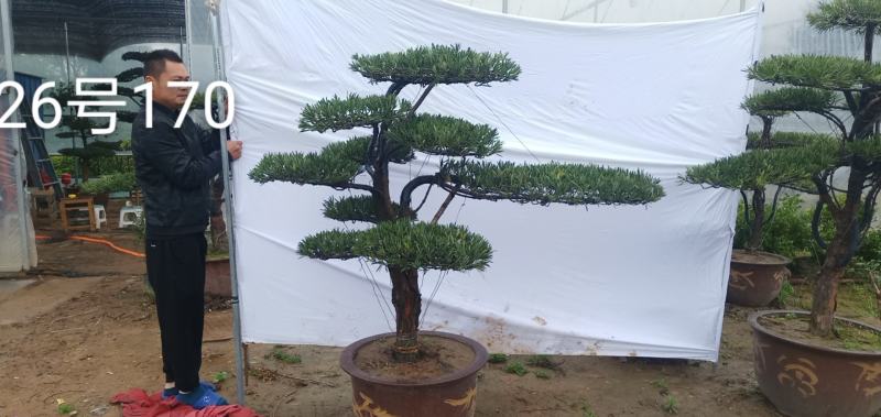 苗圃出售罗汉松造型罗汉松造型基地罗汉松造型批发