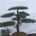 苗圃出售罗汉松造型罗汉松造型基地罗汉松造型批发