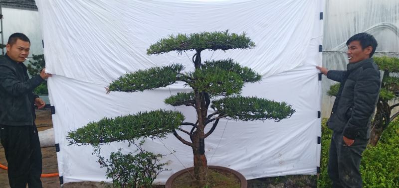 苗圃出售罗汉松造型罗汉松造型基地罗汉松造型批发