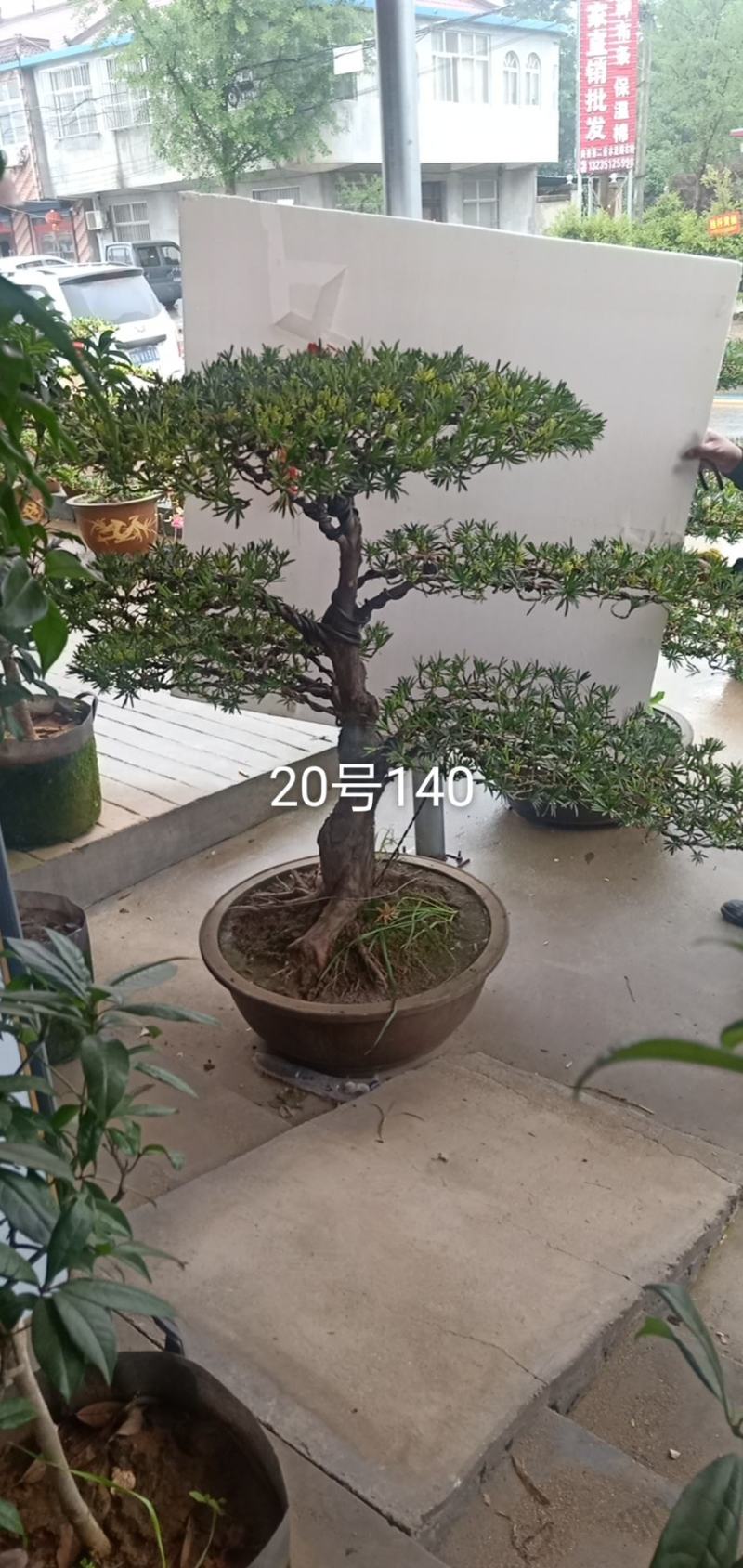 苗圃出售罗汉松造型罗汉松造型基地罗汉松造型批发