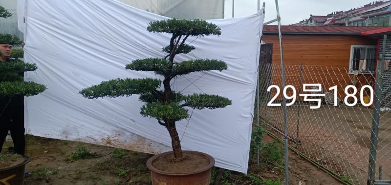 苗圃出售罗汉松造型罗汉松造型基地罗汉松造型批发
