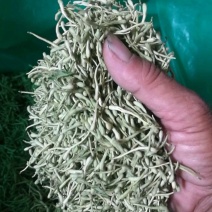 河南封丘特产金银花茶礼品质量保证，价格合理
