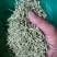 河南封丘特产金银花茶礼品质量保证，价格合理