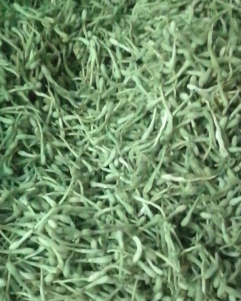 河南封丘特产金银花茶礼品质量保证，价格合理