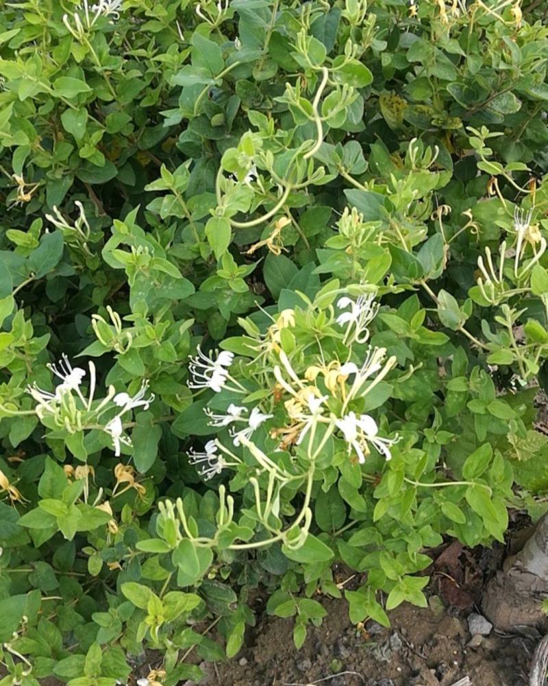 河南封丘特产金银花茶礼品质量保证，价格合理