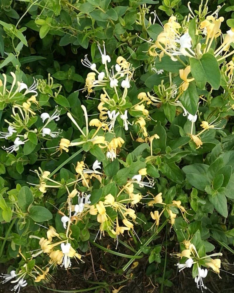 河南封丘特产金银花茶礼品质量保证，价格合理