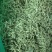 河南封丘特产金银花茶礼品质量保证，价格合理
