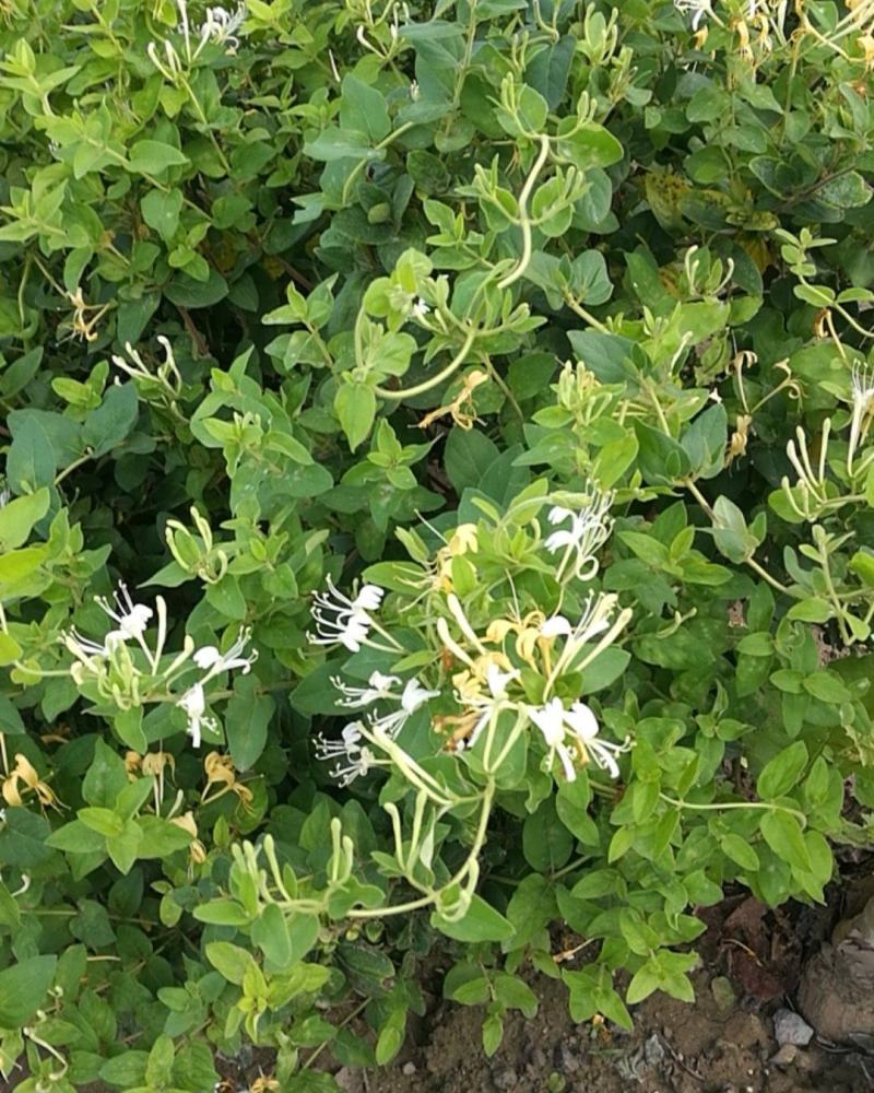 河南封丘特产金银花茶礼品质量保证，价格合理