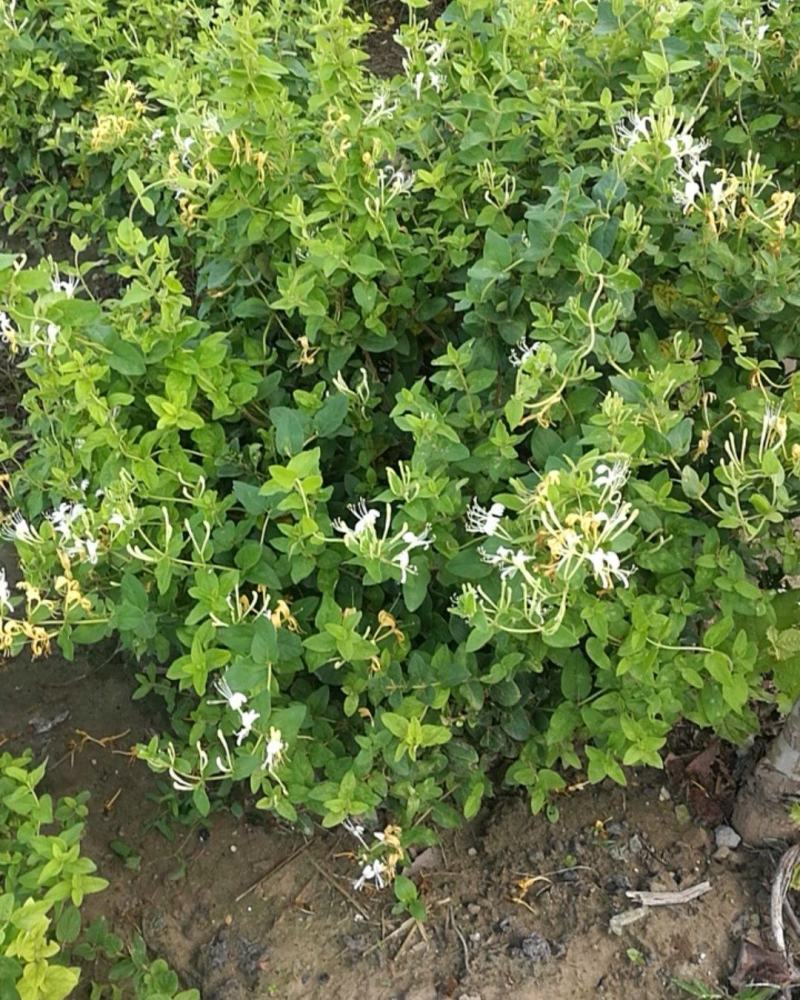 河南封丘特产金银花茶礼品质量保证，价格合理