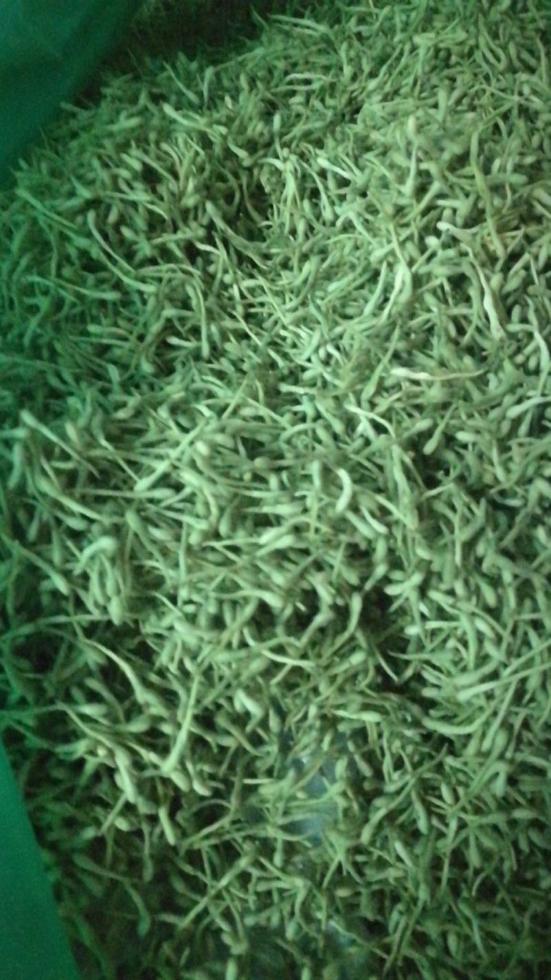 河南封丘特产金银花茶礼品质量保证，价格合理