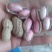 新鲜红米花生保质保量，量大从优，欢迎咨询订购