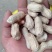 新鲜红米花生保质保量，量大从优，欢迎咨询订购