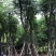 供应广东黄山栾树（国庆花）12-13-15分