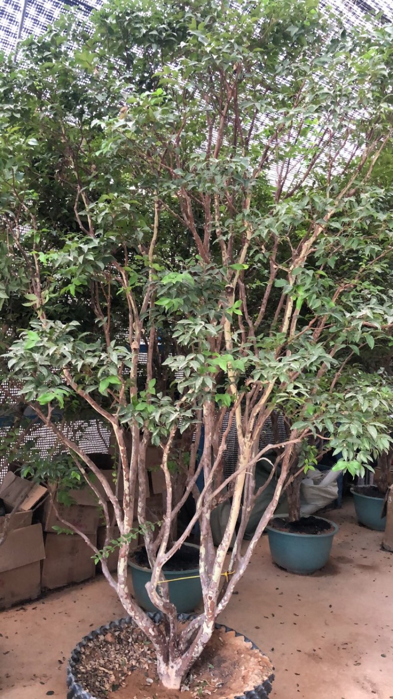 供应云南腊肠树5-6-8-10-12-15分