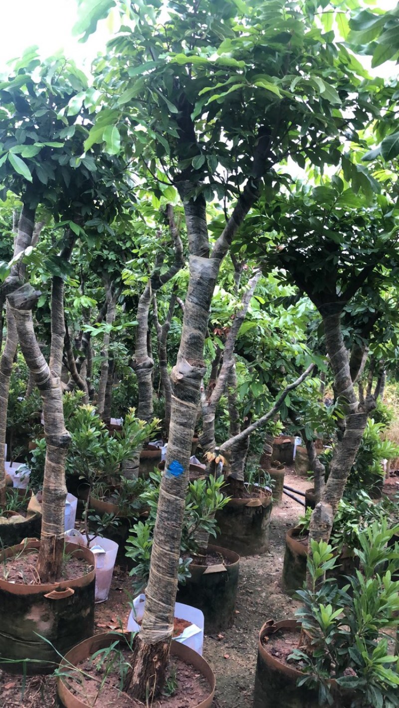 供应广西：四季龙眼树