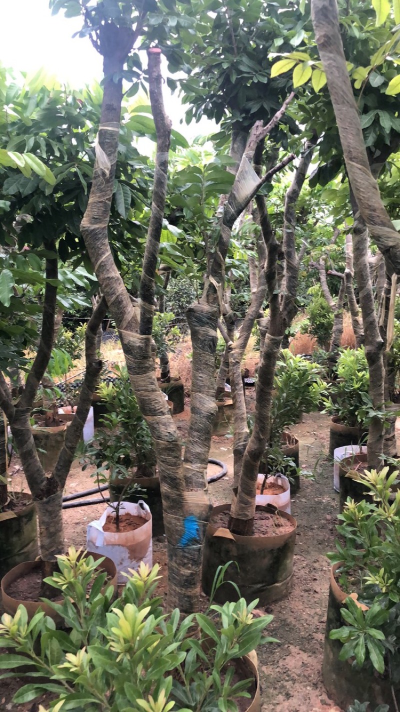 供应广西：四季龙眼树