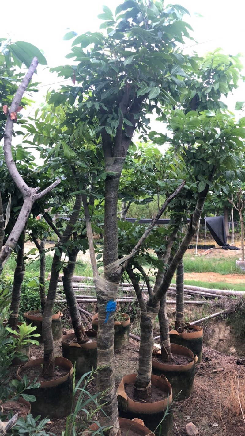供应广西：四季龙眼树