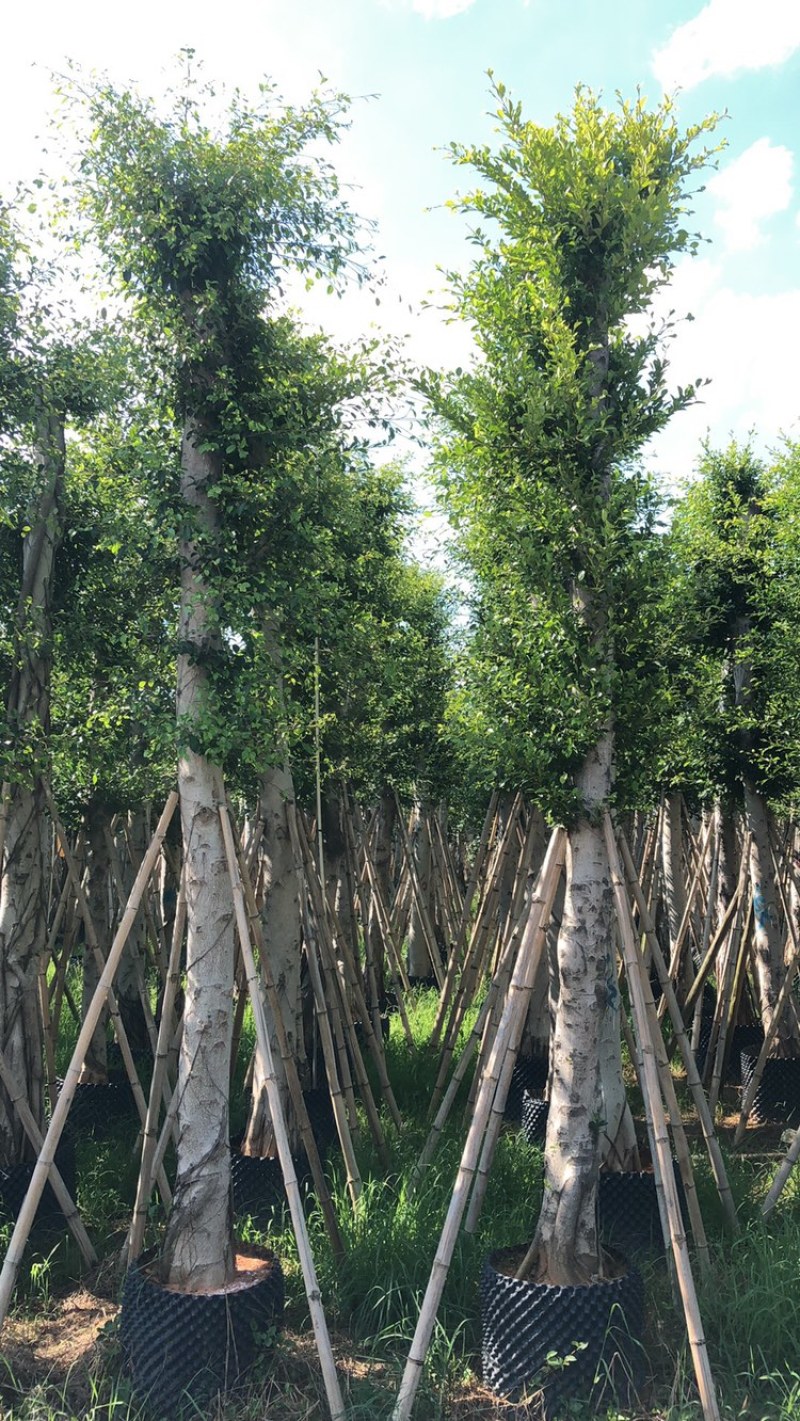 供应云南小叶榕10-20-25-30-40分