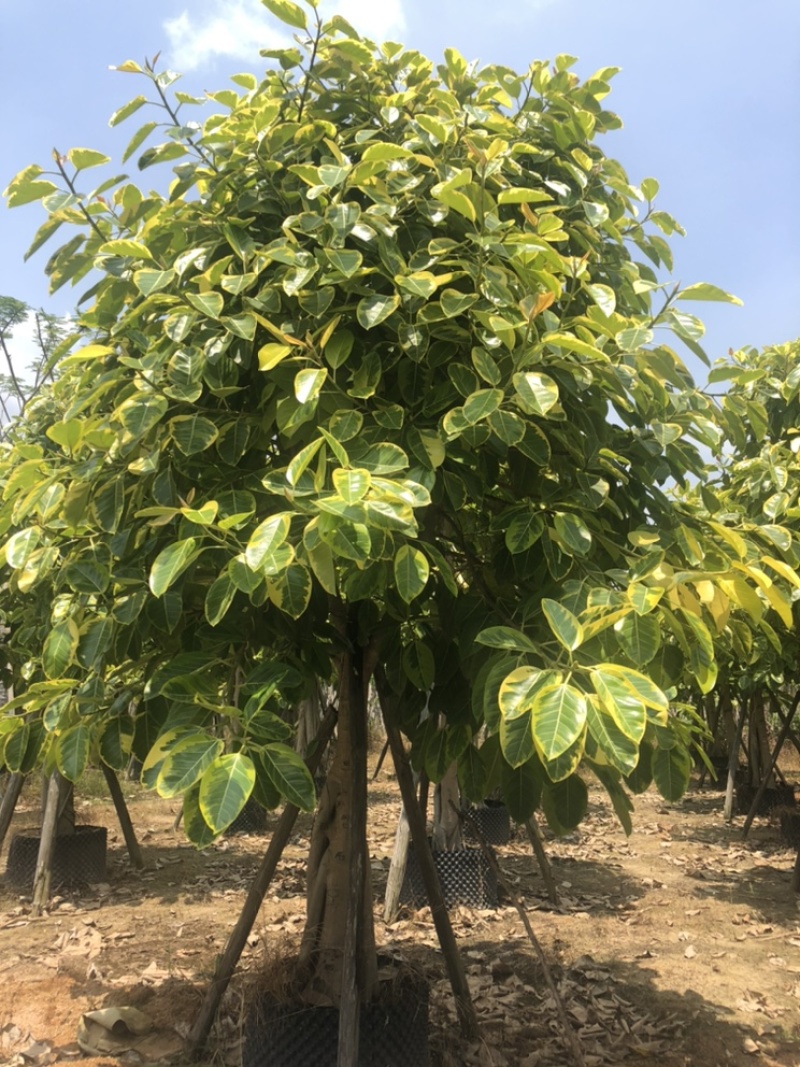 供应福建花叶高山榕移植苗10-12-15分