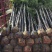 云南供应：蓝花楹5-8-10-12-15分