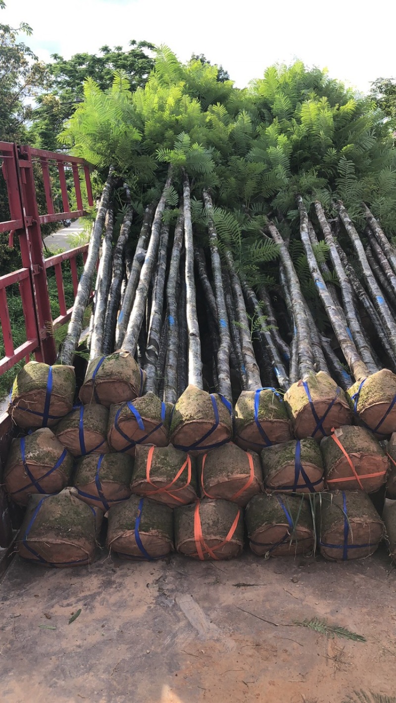 云南供应：蓝花楹5-8-10-12-15分