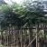 云南凤凰木袋苗，5-8-10-12-15-18-20分