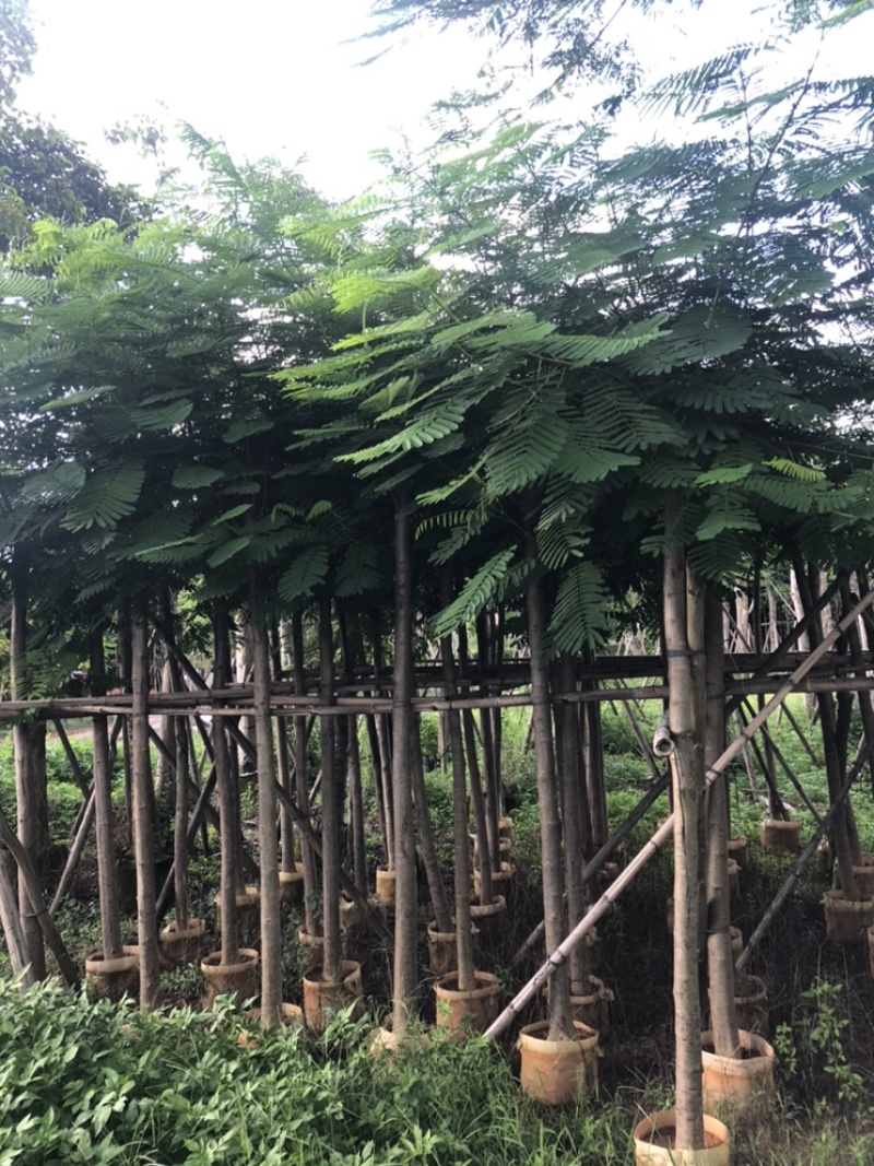 云南凤凰木袋苗，5-8-10-12-15-18-20分