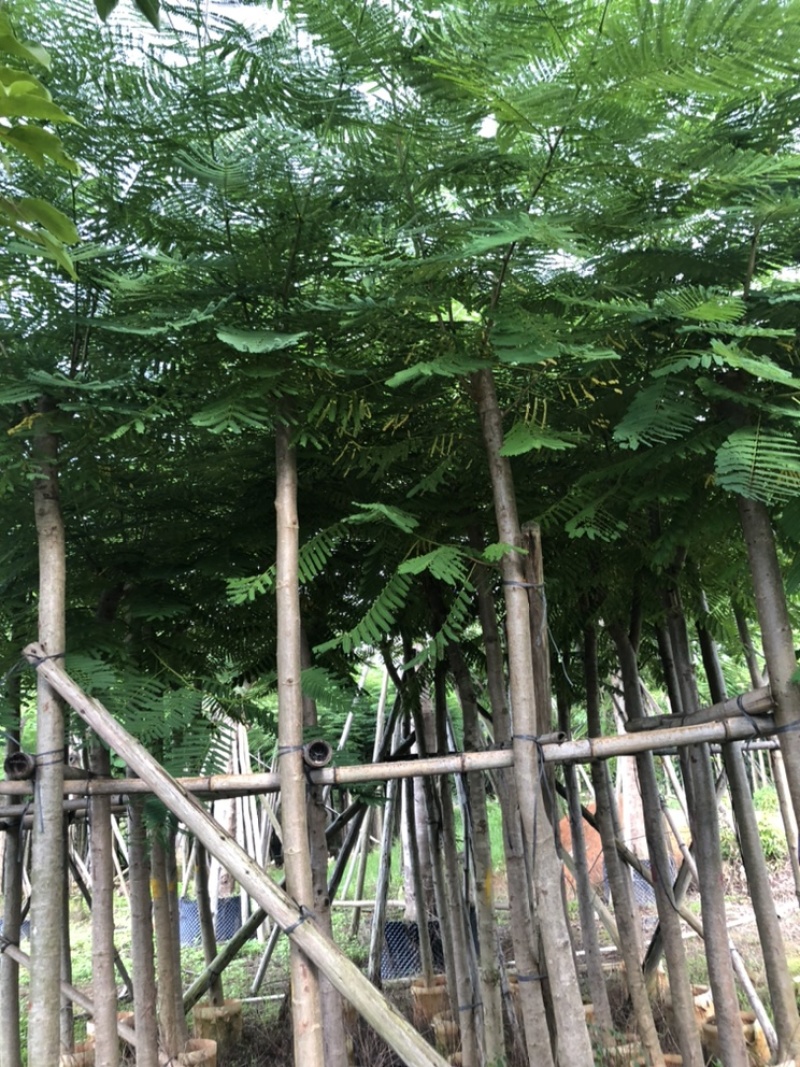 云南凤凰木袋苗，5-8-10-12-15-18-20分