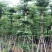 5-6-7-8-10-12-15分小叶榄仁