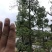 美丽异木棉10-12-15-18-20分