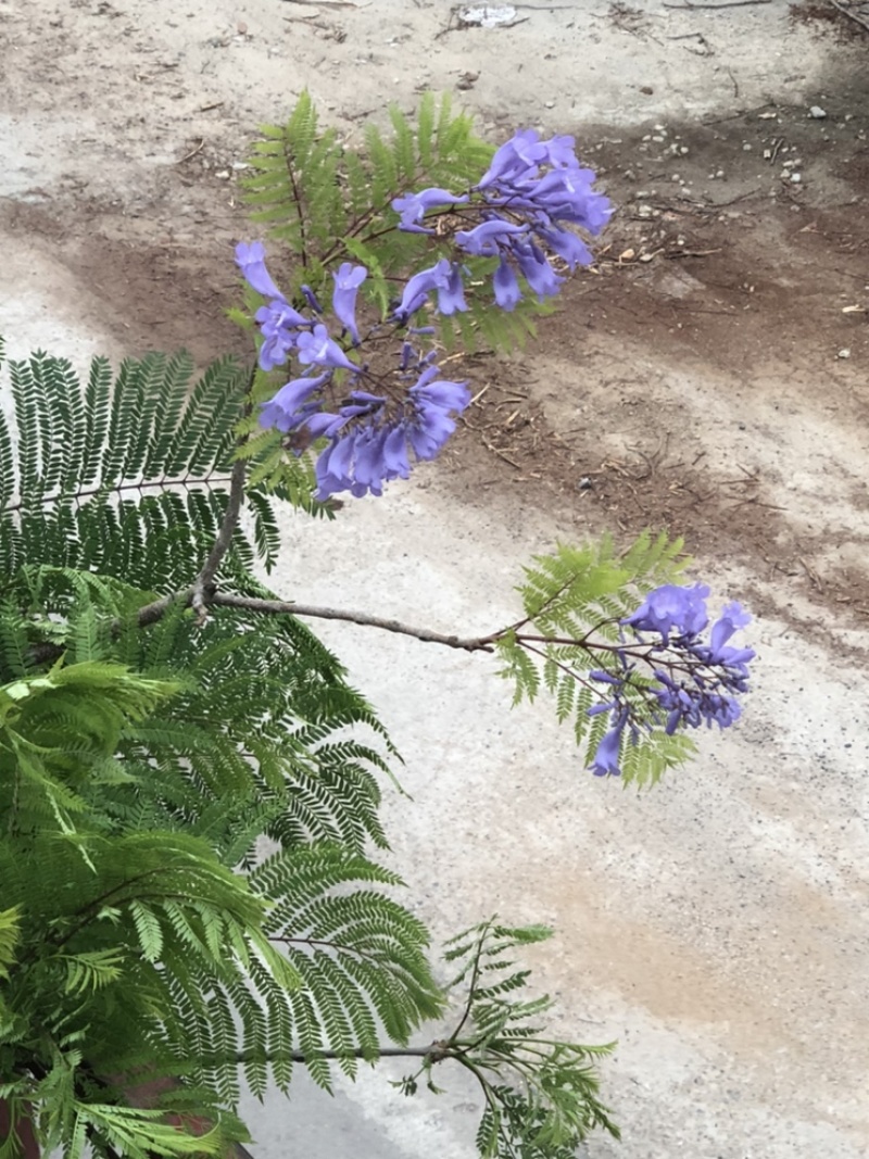 供应蓝花楹5-6-8-10-12-14-15分