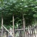凤凰木5-8-10-12-15-18-20-25-30分