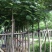 凤凰木5-8-10-12-15-18-20-25-30分