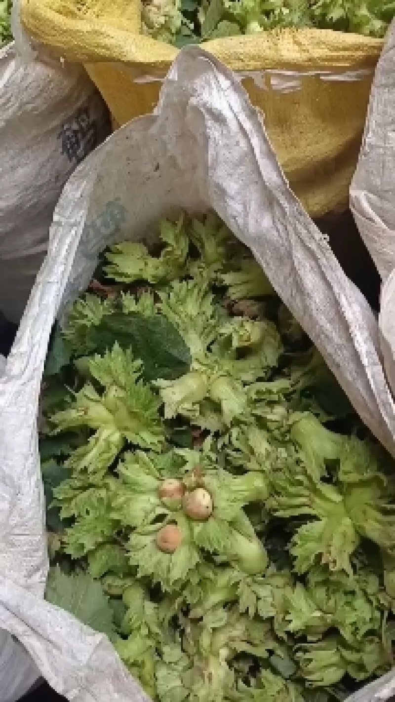 大榛子