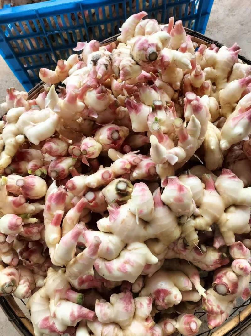 白姜，云南大白肉姜，水洗白肉姜，大量供应