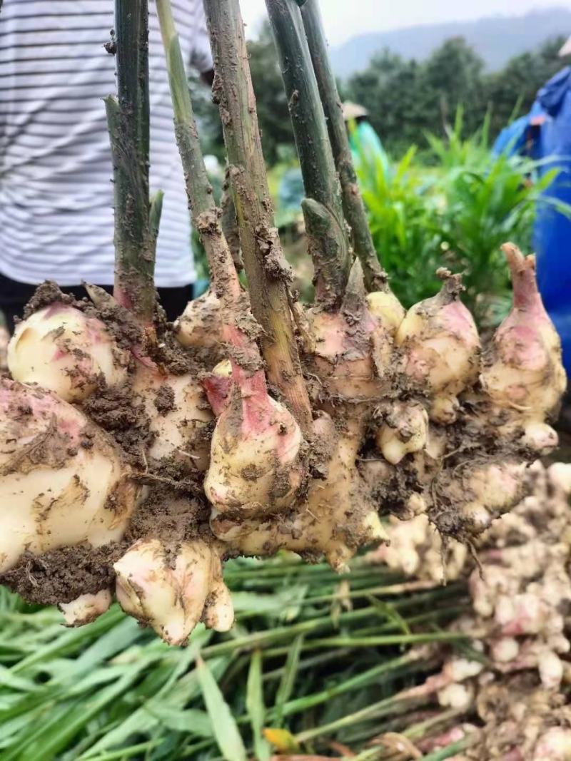 白姜，云南大白肉姜，水洗白肉姜，大量供应