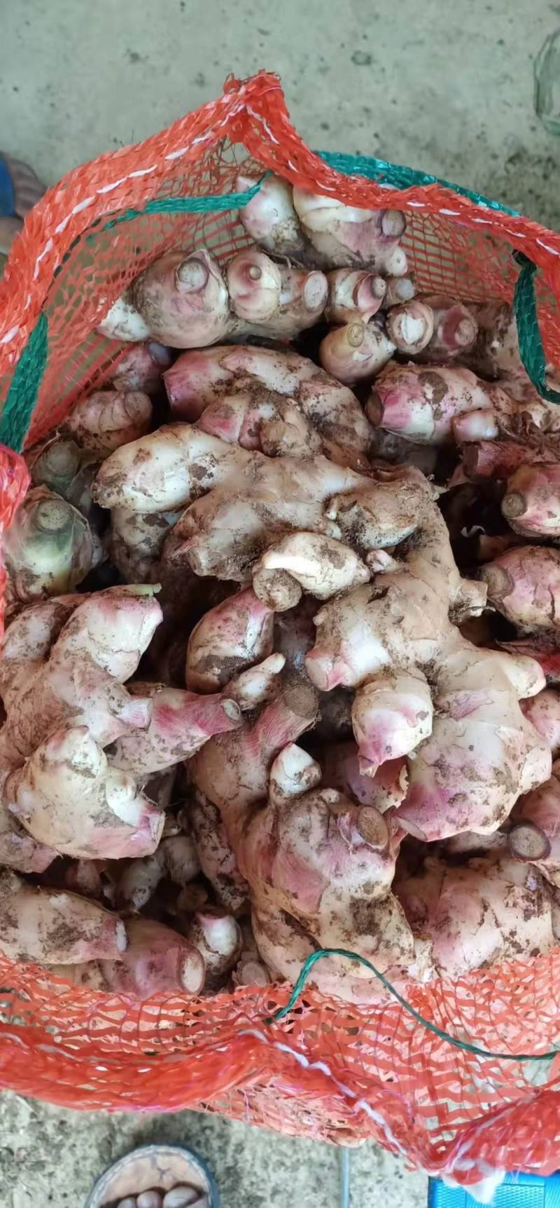 白姜，云南大白肉姜，水洗白肉姜，大量供应