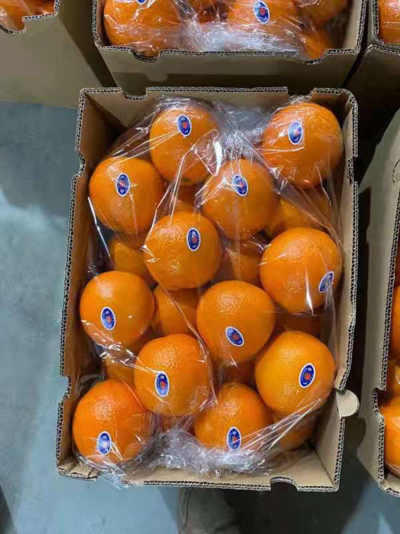 湖北脐橙纽荷尔长虹电商货市场货橙子产地现摘现发保质保量