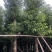 香樟树5-8-10-12-15-18-2-22-25分