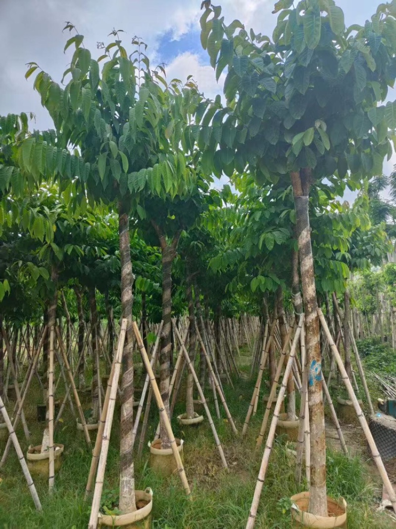 供应大叶紫微5-8-10-12-15-18分