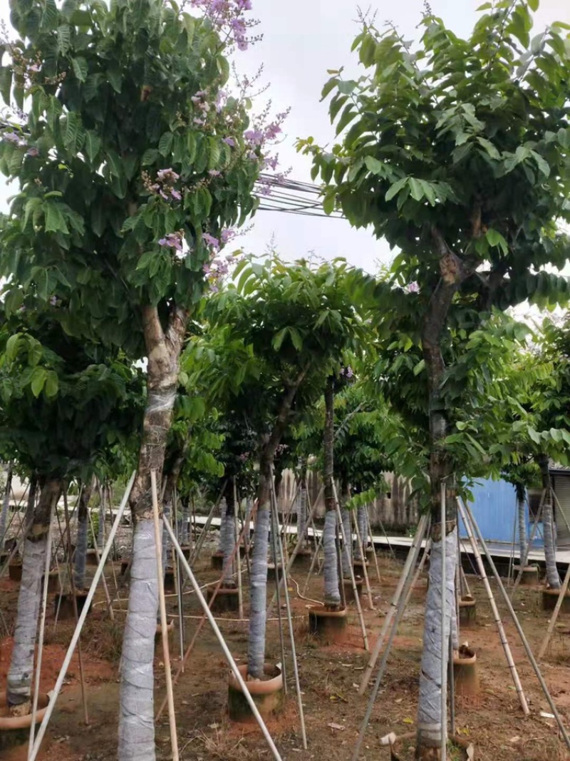 供应大叶紫微5-8-10-12-15-18分