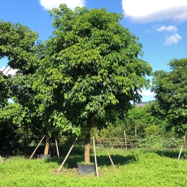 大量批发秋枫15-18-20-22-25分