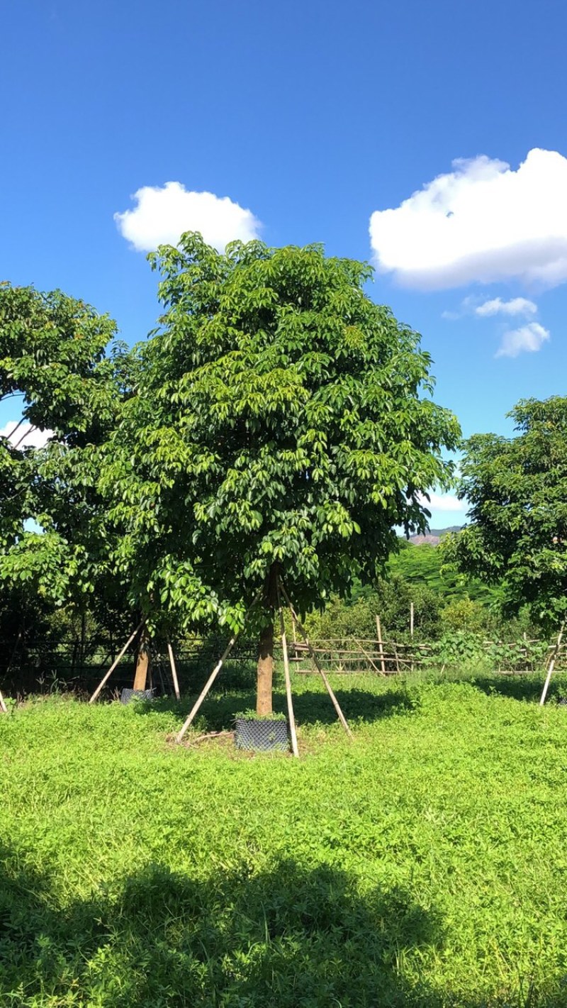 大量批发秋枫15-18-20-22-25分